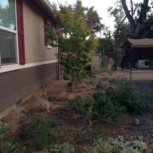 Black coral Japanese maple thriving in all day sun