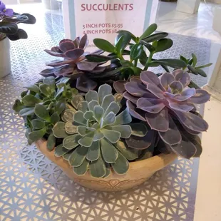 Succulent bowl, put together with succulents from our greenhouse