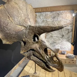 Triceratops