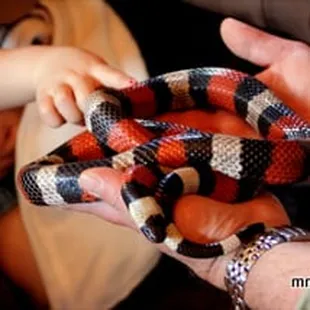 A live snake encounter at the Morrison Museum.