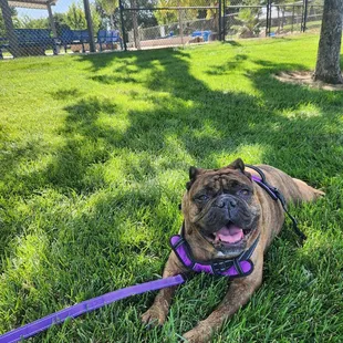 Maya found a nice cool spot