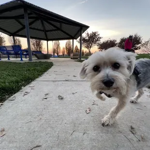 Little pupper photobombed my shot. Hahah