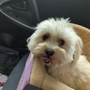 Back in the car because a little dog kept on bullying her.