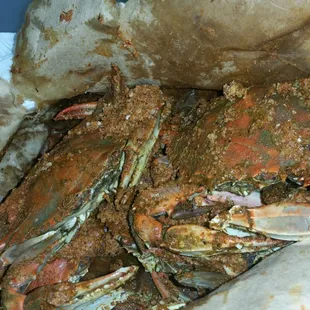 Ordered medium males but got the smallest ones in the sea, lol.