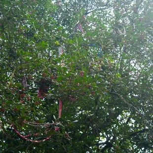 2.10.20 - trees in the courtyard covered in Mardi Gras beads
