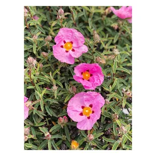 a close up of pink flowers