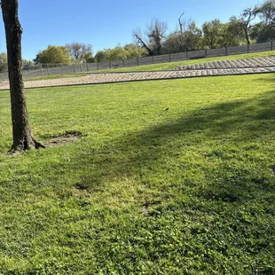 Open save for tons of small doggies