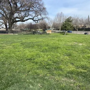 Winter time at the dog park.