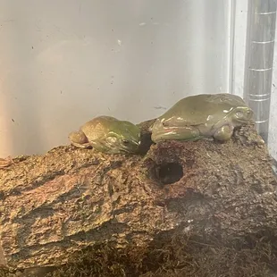 Sick whites tree frogs.