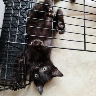 Kitten 1 that I took there