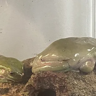 Sick whites tree frogs