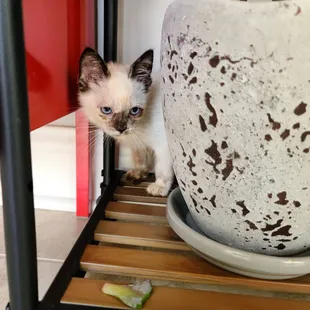 Kitten 2 that I took there