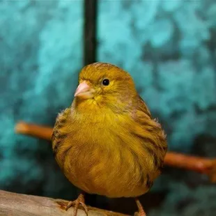 Canaries have the most beautiful singing voice.  Most Valuable Pets mostvaluablepets.com 859-219-0056