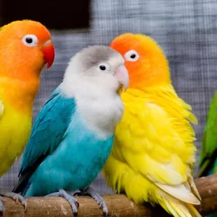 Lovebirds come in so many different colors, and even though they're small, they come with huge personalities!...