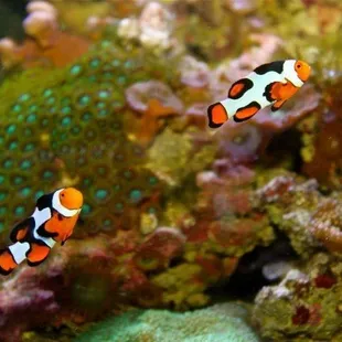 These onyx percula clown fish make a statement! These guys sure are unique.  Most Valuable Pets mostvaluablepets.com 859-219...