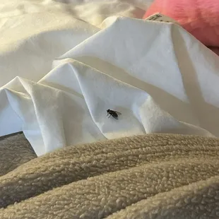 flies that spawned in the room.