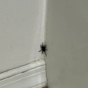 huge spider in the corner.