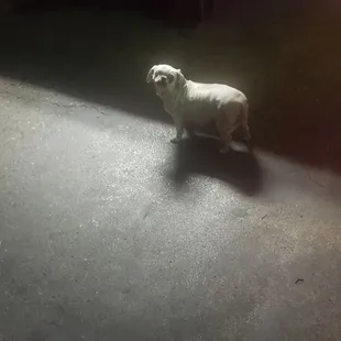 This is Daisy...she lives here