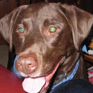 Leo M.