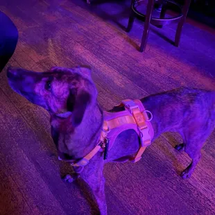 This sweetheart ! Her name is Wei Wei