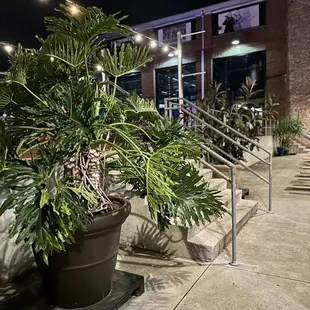 Greenery throughout the beer garden - good vibes!
