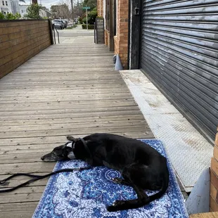 Dog friendly outdoor