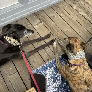 Dogs on patio