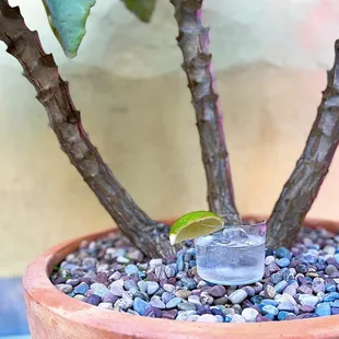 Fortaleza, on the rocks | $12