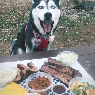 Look at my hap, hap, happy guy Oh just a happy happy happy guy Oh just look at the hap, hap, happy dog Oh just a happy happy happy dog