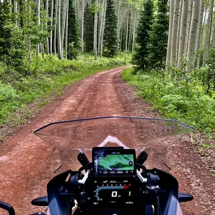 Bliss ~ poplar trees Telluride area