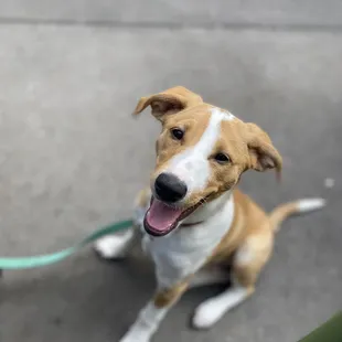 My puppy, Alma (off menu item)