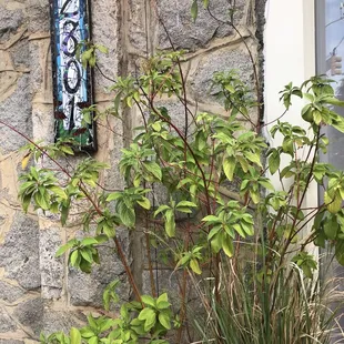 a plant in a pot outside of a house