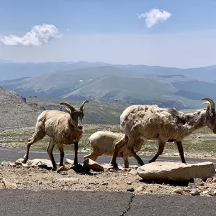 Lots of goats and sheep near the peak of Mount Evans.