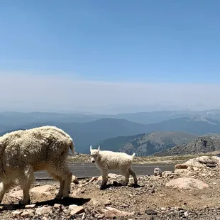 Some mountain goats along the side of the road near the summit of Mount Evans.