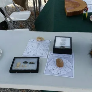 All that you needed to know about owls.