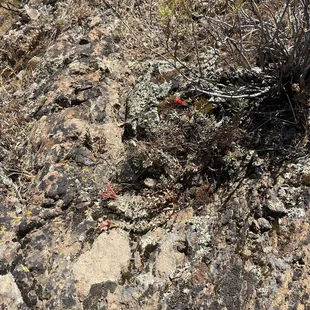 California fuchsia, tough flowering plant