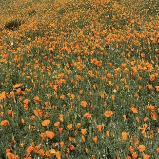 Poppy Field