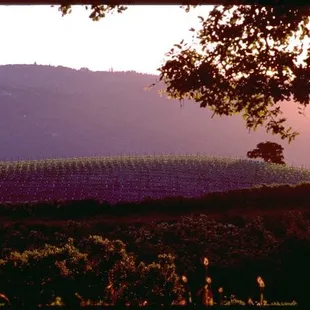 A View of "Mount Chardonnay"