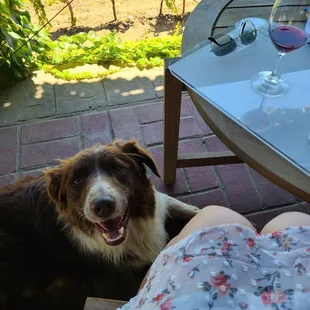 Their friendly dog and my wine