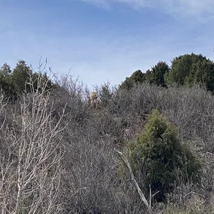 East Trailhead - Castle Trail   Do you see the deer?