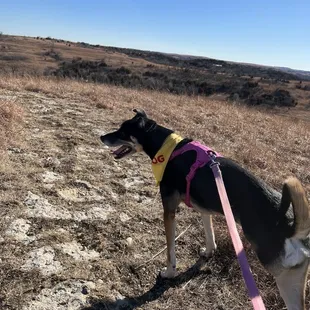 Dog-friendly! (Even three-legged ones)