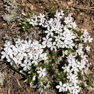 Buckwheat on the Tumamait trail, late April 2022.