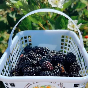 Lots of blackberries