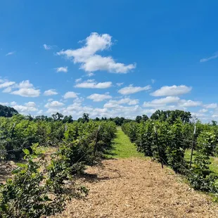 In between the blackberry bushes