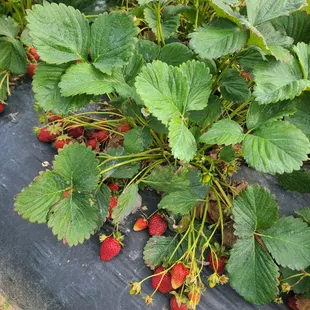 U-pick strawberries