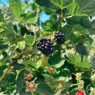 Blackberries!