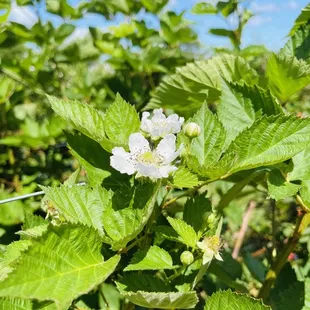 flower of the blackberry bush