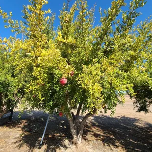 Pomegranates!