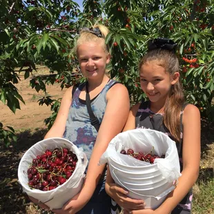 They picked 16 pounds of cherries this season!