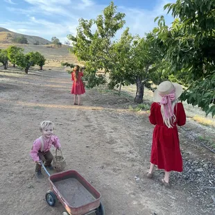 Cherry rows.